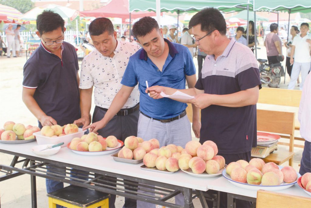 古家桃采摘节开幕