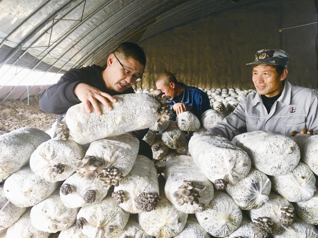 大棚蘑菇铺富路