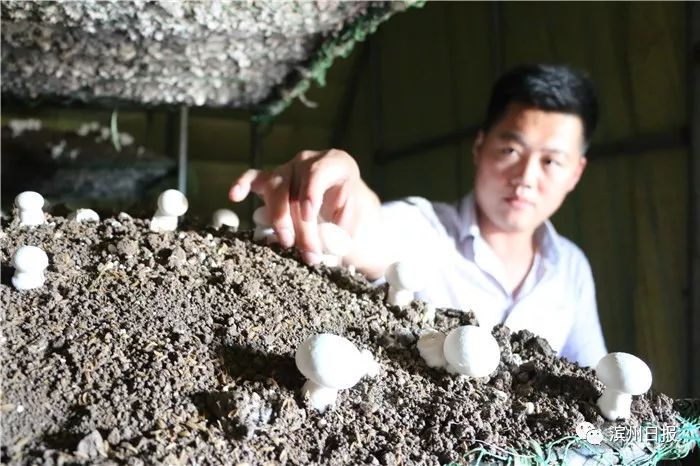 无棣青年创业者陈志滨：盐碱滩上探索周年化立体式种植