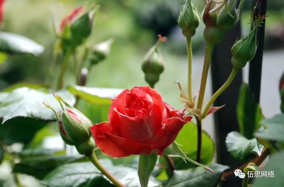 神奇的华隆玫瑰花，绿化（好种植长得美）、医用（理气活血收敛）、食用（风味独特营养丰富）