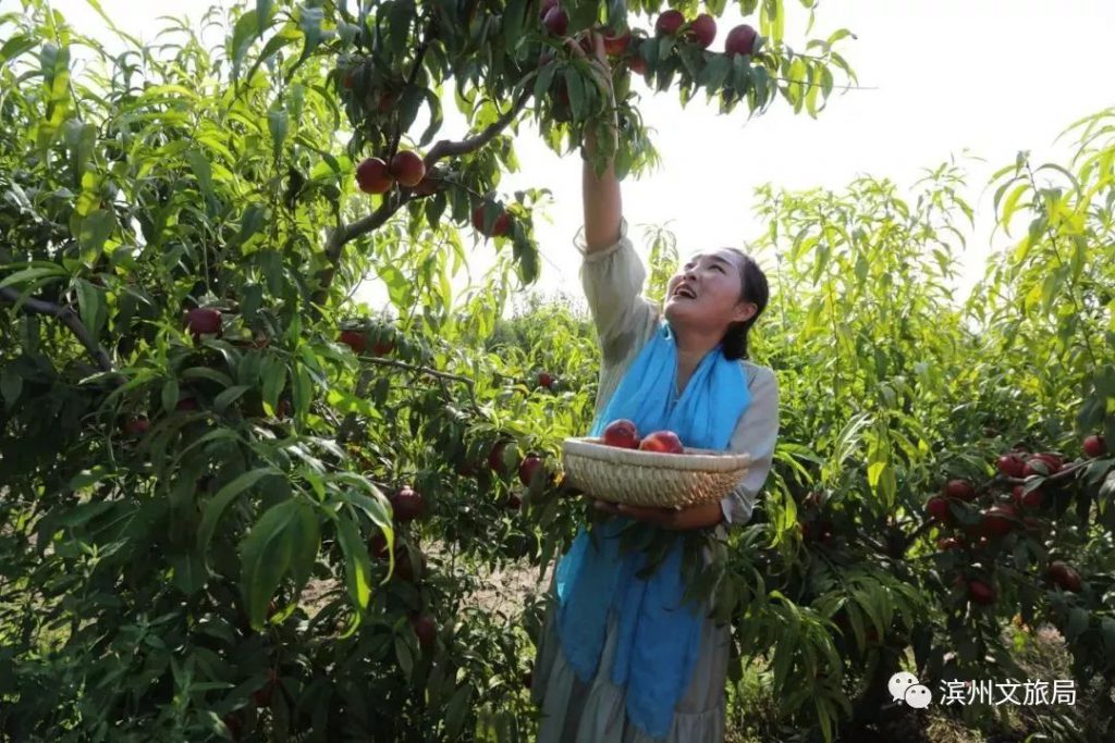 油桃采摘正当时!无棣绿色庄园150亩油桃+蟠桃 等你来采摘