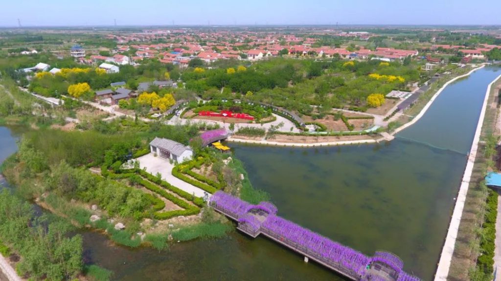 无棣县车王镇千年古桑景区+百果园+5个村联手打造乡村旅游集群片区