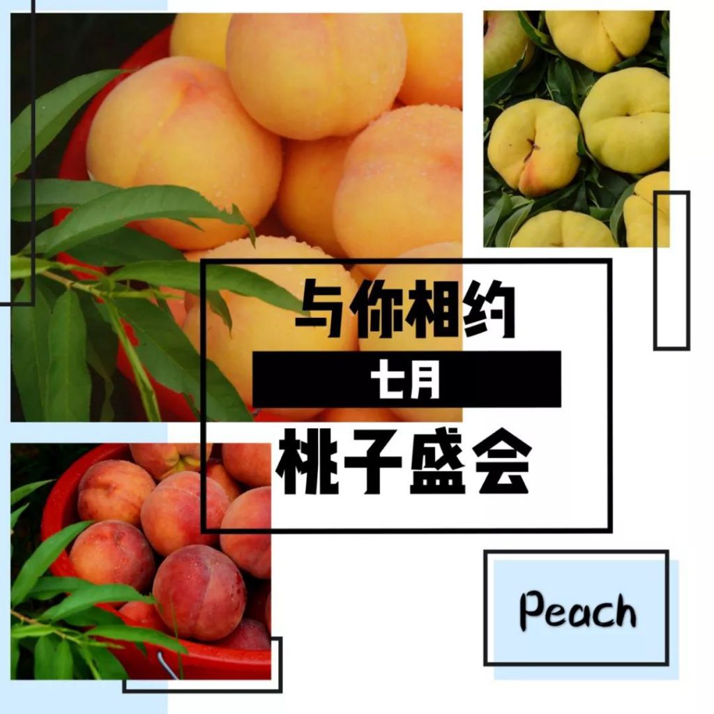 采摘正当时——碣石山镇古家久保桃采摘节开始啦!