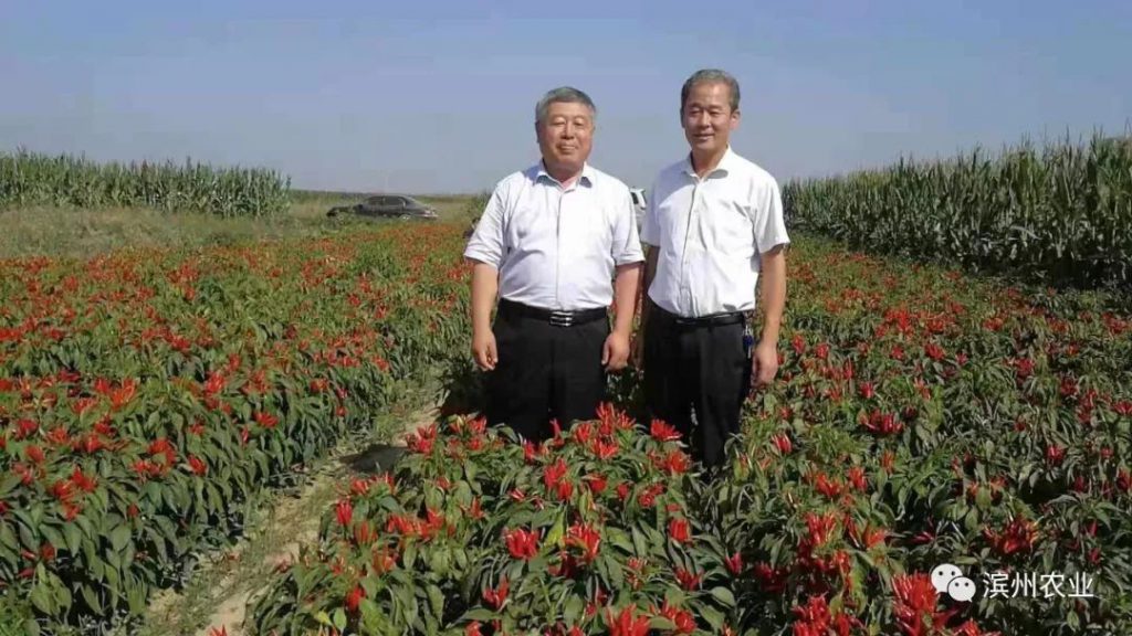 王寿岐同志到无棣对辣椒产业发展情况进行调研