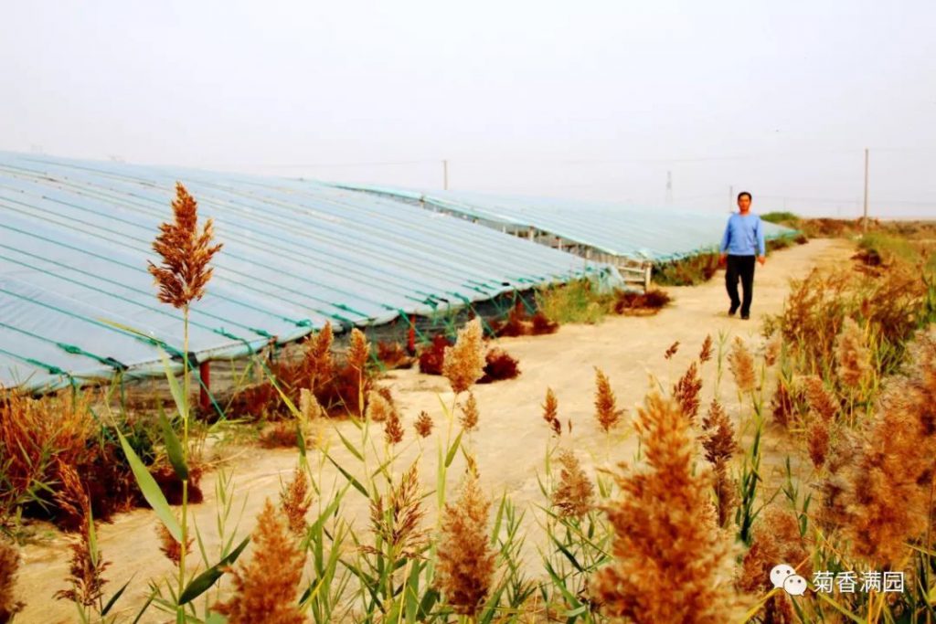 无棣车王镇首年试养南美白对虾成功