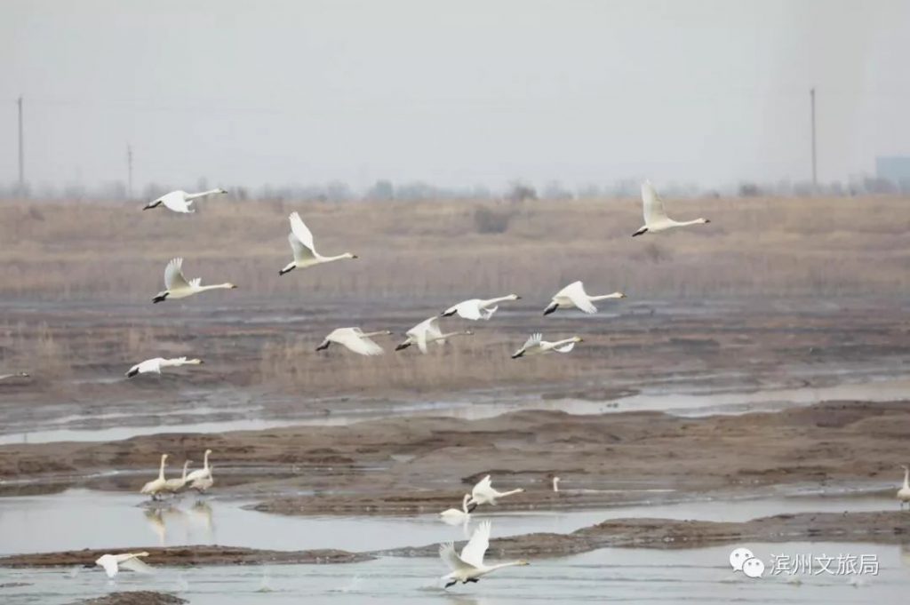 三百余只小天鹅“莅临”无棣县饮马湖省级湿地公园