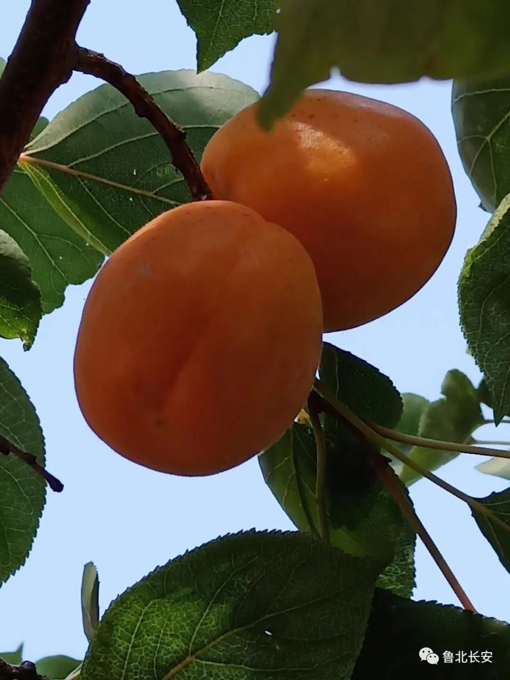 无棣县2020年度十大重点民生实事项目暖心出炉