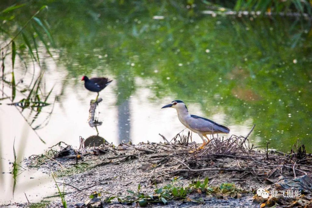 生态环境不断提升，越来越多珍稀禽类落户无棣