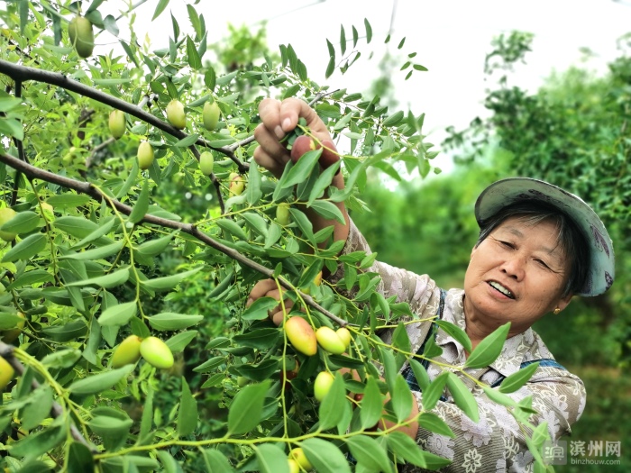 无棣马牙枣成熟进入采摘季 亩产高达万斤