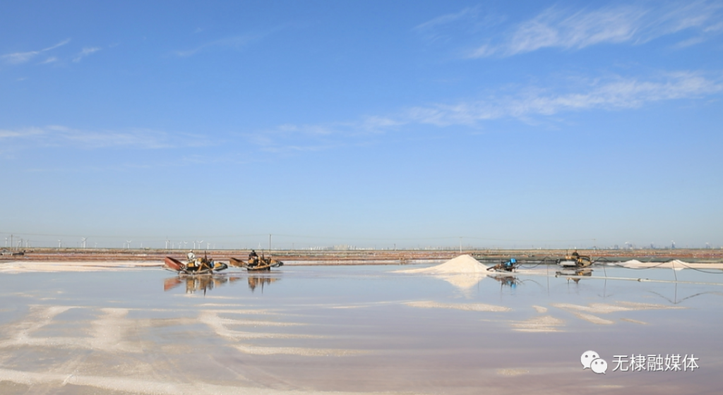 无棣县315万公亩秋盐迎来收获季