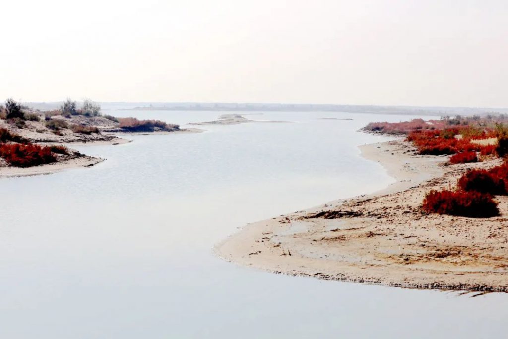 深秋的无棣有一种红叫红海滩,映红半边天