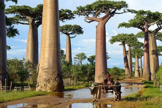 全球最美的树，最后一棵惊艳了千年！