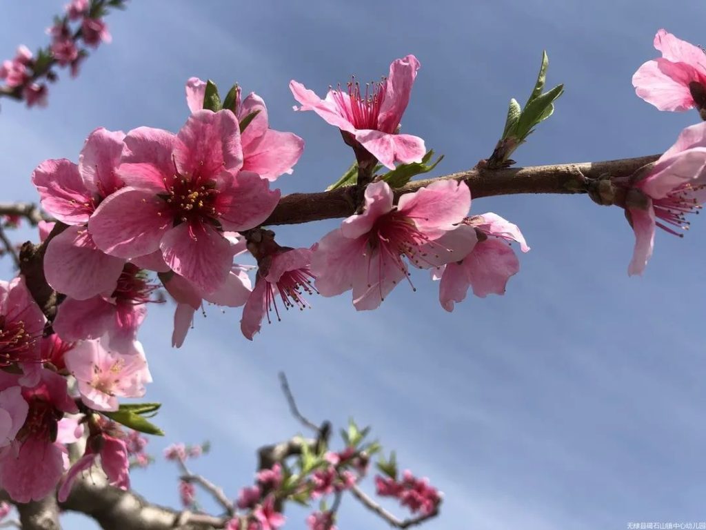 “春天有你,与爱相伴”碣石山镇古家幼儿园桃花节写生活动
