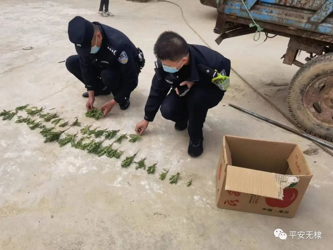无棣男子非法种植罂粟100余株，被拘留！