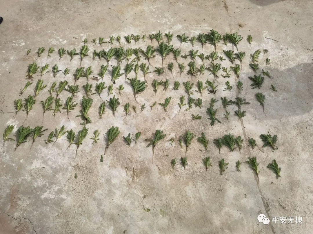 无棣男子非法种植罂粟100余株，被拘留！