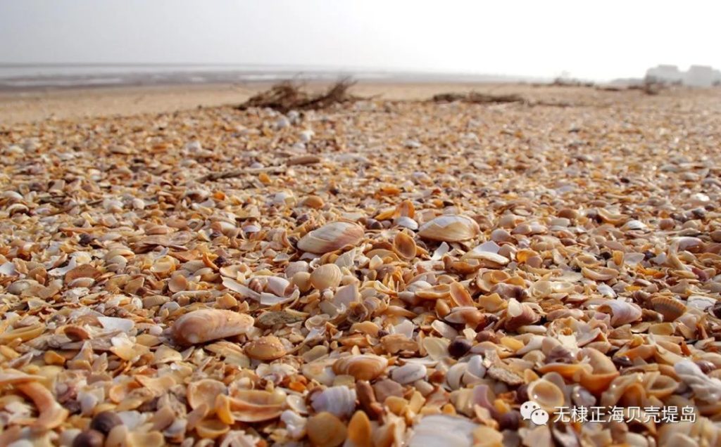 夏日、无棣海边,景色如此美丽~