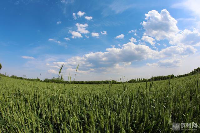 无棣县50万亩小麦进入灌浆期，长势喜人