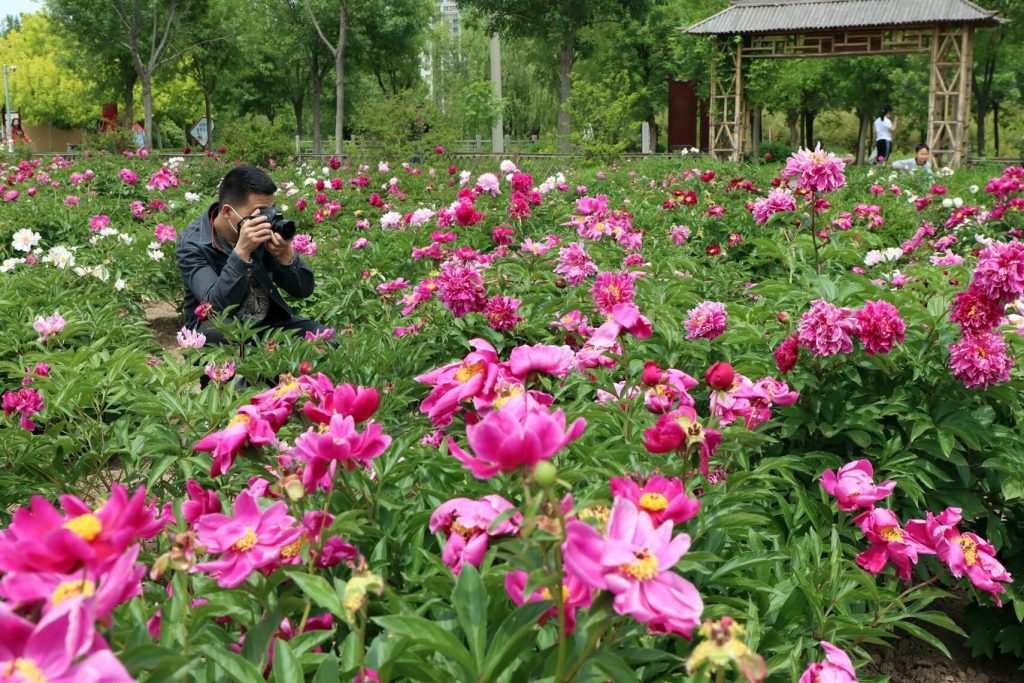 无棣县城清波烟雨芍药花园花开灿烂,花香醉人