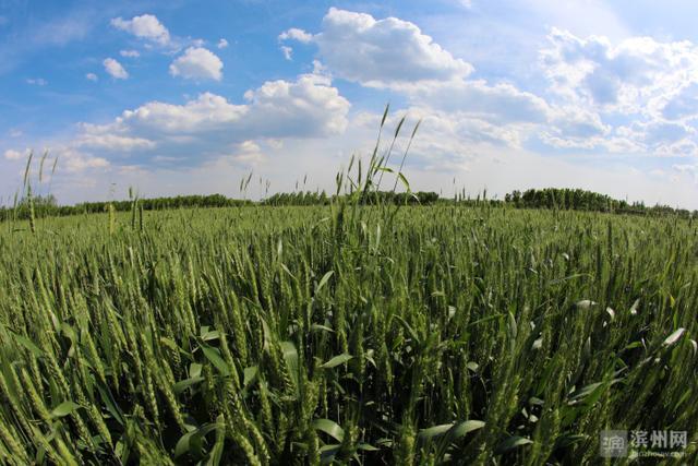 无棣县50万亩小麦进入灌浆期，长势喜人