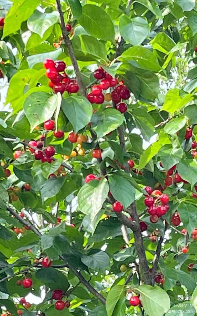 无棣县车王镇百果园内，一簇簇晶莹剔透的红樱桃挂满枝头