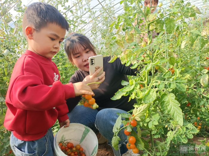 无棣县海丰街道“康芝源”高效农业示范基地，市民正在采摘绿色蔬菜，尽情享受快乐时光