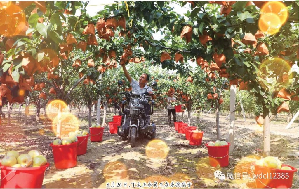 无棣丁太玉:拖着一双残腿从土里刨出诗意田园