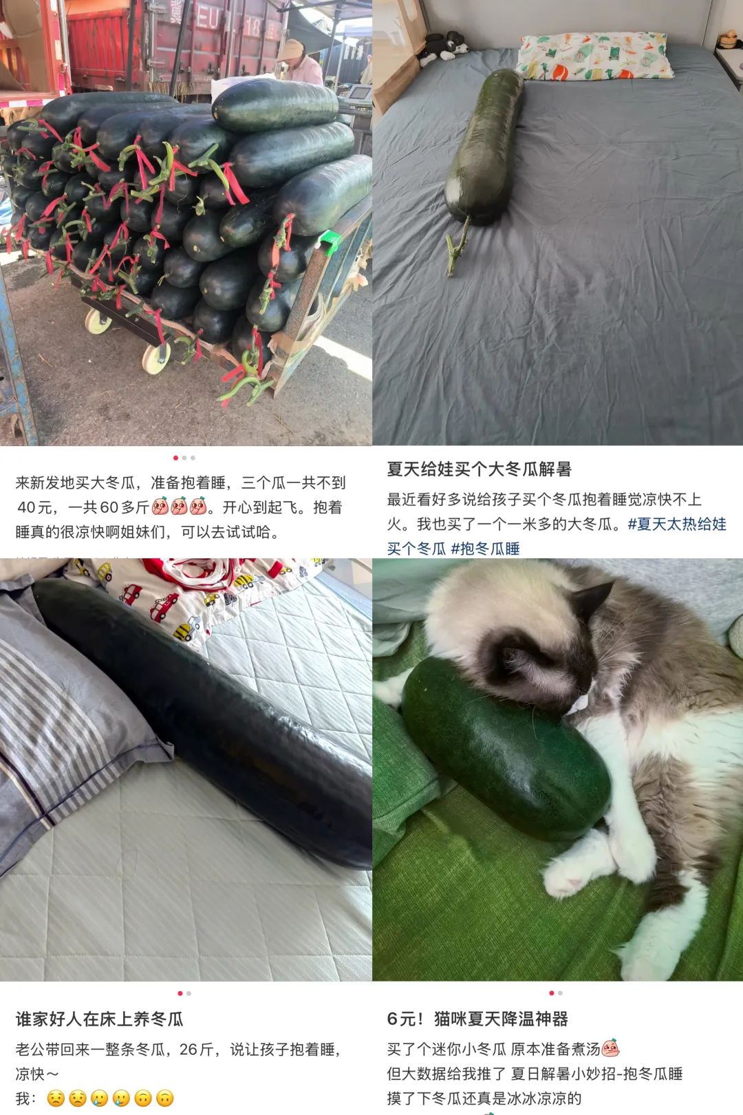 奇怪！为什么最近“人手一根冬瓜”？