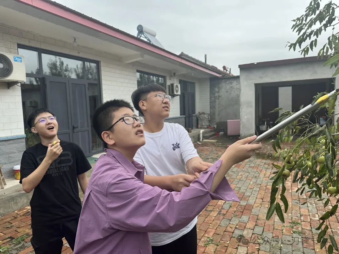 枣树下的旧时光