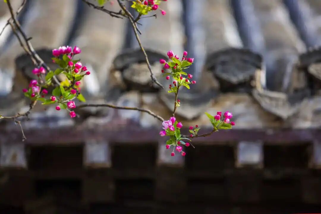 我在无棣古城等你（歌词）