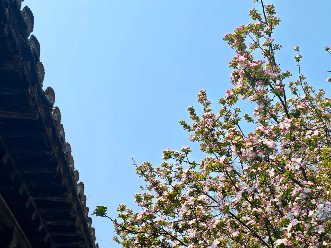 马搭无棣·海棠满城|千年古城藏尽春日温柔,赴一场花与城的相逢 马搭无棣·海棠满城|千年古城藏尽春日温柔,赴一场花与城的相逢