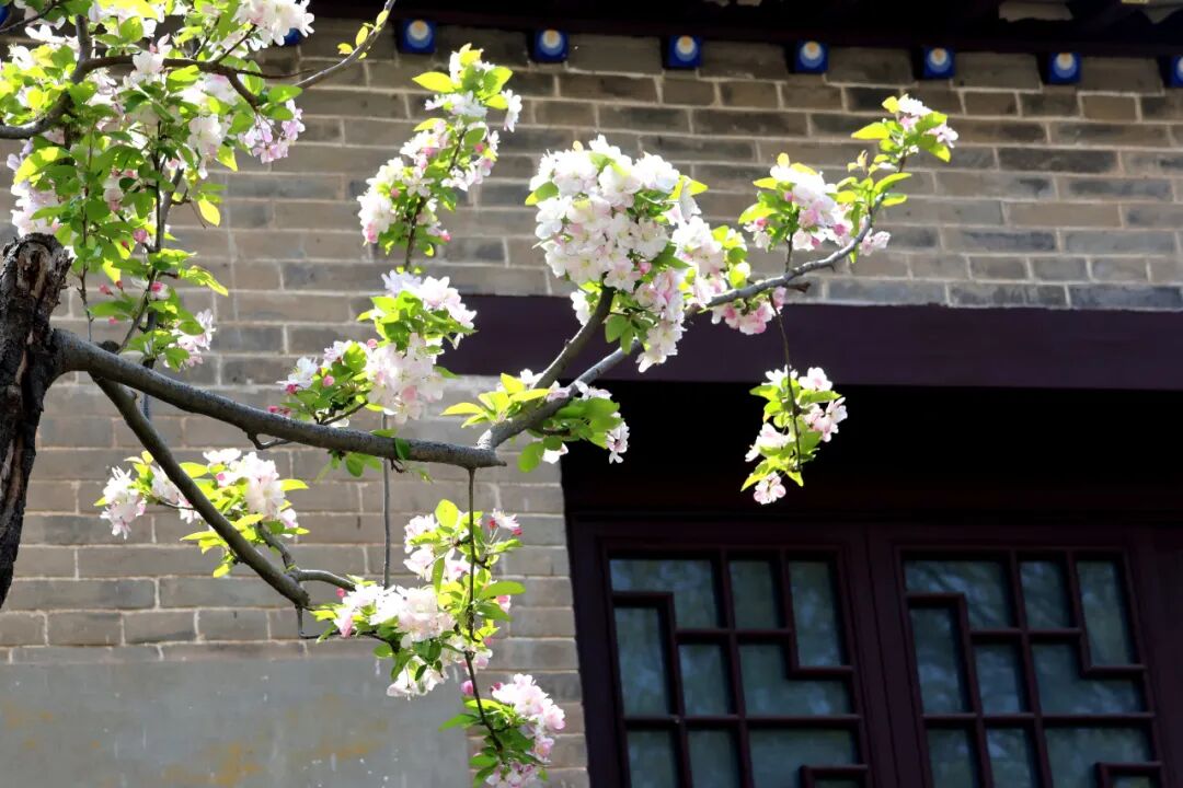 马搭无棣·海棠满城|千年古城藏尽春日温柔,赴一场花与城的相逢 马搭无棣·海棠满城|千年古城藏尽春日温柔,赴一场花与城的相逢