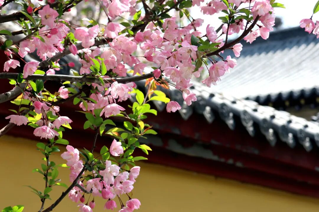 马搭无棣·海棠满城|千年古城藏尽春日温柔,赴一场花与城的相逢 马搭无棣·海棠满城|千年古城藏尽春日温柔,赴一场花与城的相逢