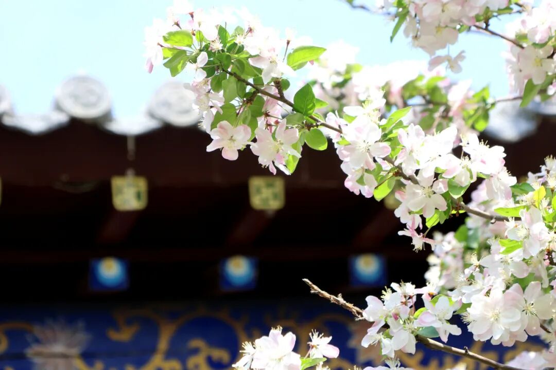 马搭无棣·海棠满城|千年古城藏尽春日温柔,赴一场花与城的相逢 马搭无棣·海棠满城|千年古城藏尽春日温柔,赴一场花与城的相逢