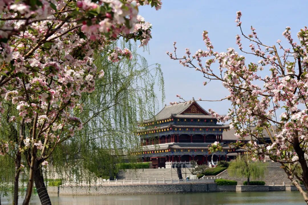 马搭无棣·海棠满城|千年古城藏尽春日温柔,赴一场花与城的相逢 马搭无棣·海棠满城|千年古城藏尽春日温柔,赴一场花与城的相逢