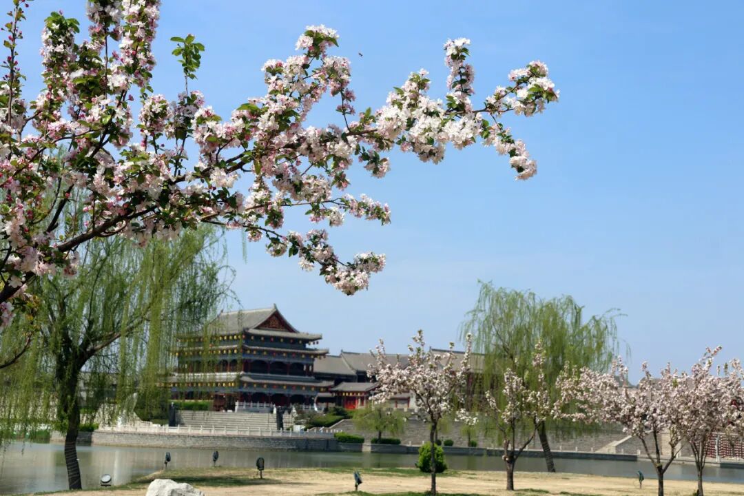 马搭无棣·海棠满城|千年古城藏尽春日温柔,赴一场花与城的相逢 马搭无棣·海棠满城|千年古城藏尽春日温柔,赴一场花与城的相逢