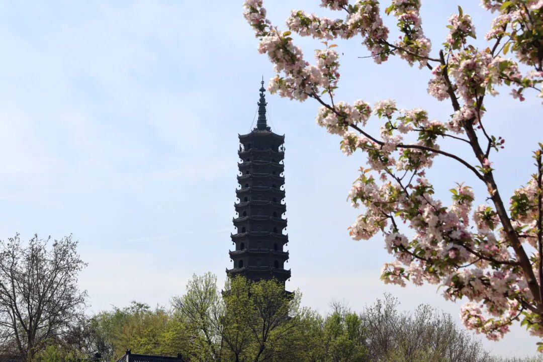 马搭无棣·海棠满城｜千年古城藏尽春日温柔，赴一场花与城的相逢