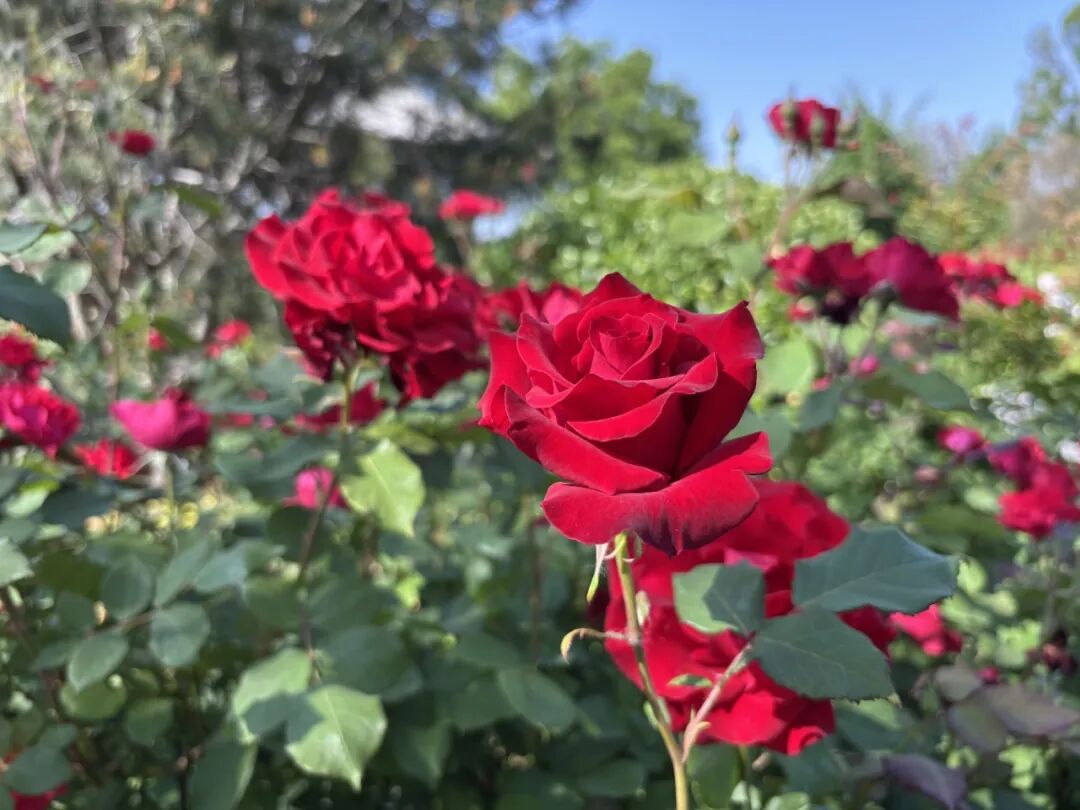 初夏繁花醉无棣｜宝藏古城月季盛景如约绽放