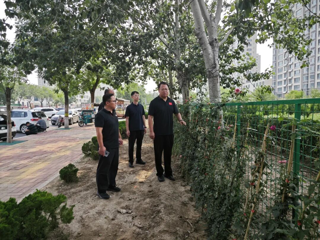 爬墙月季为无棣城市微空间披上“浪漫滤镜”