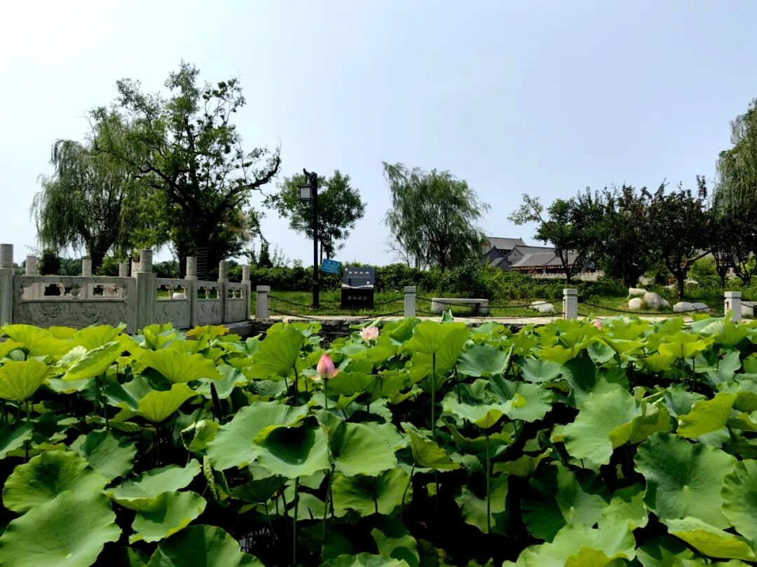 无棣古城荷湾,一池清荷悄绽芳华 无棣古城荷湾,一池清荷悄绽芳华