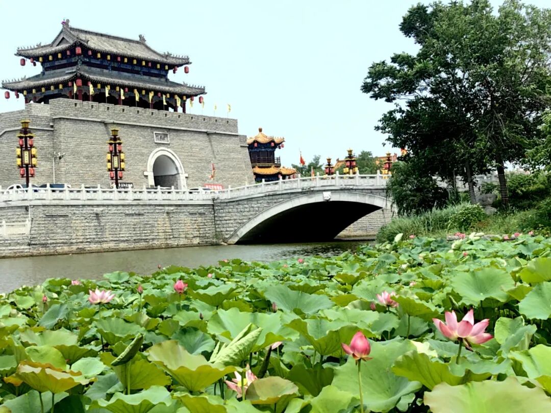 无棣古城荷湾,一池清荷悄绽芳华 无棣古城荷湾,一池清荷悄绽芳华