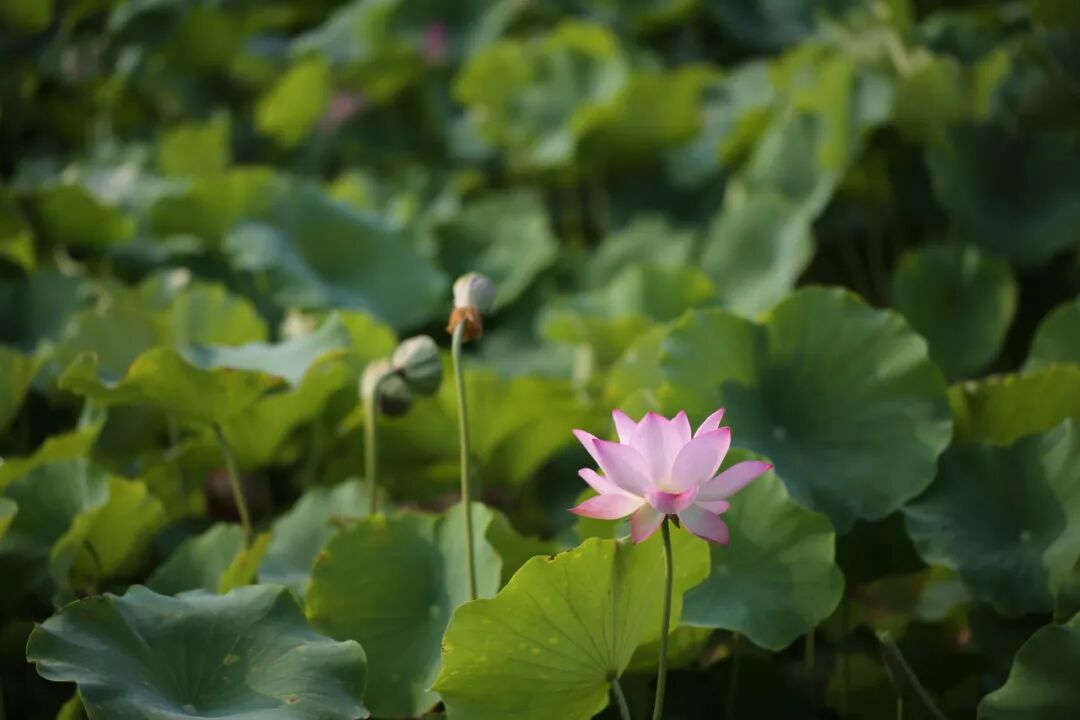 无棣古城荷湾,一池清荷悄绽芳华 无棣古城荷湾,一池清荷悄绽芳华