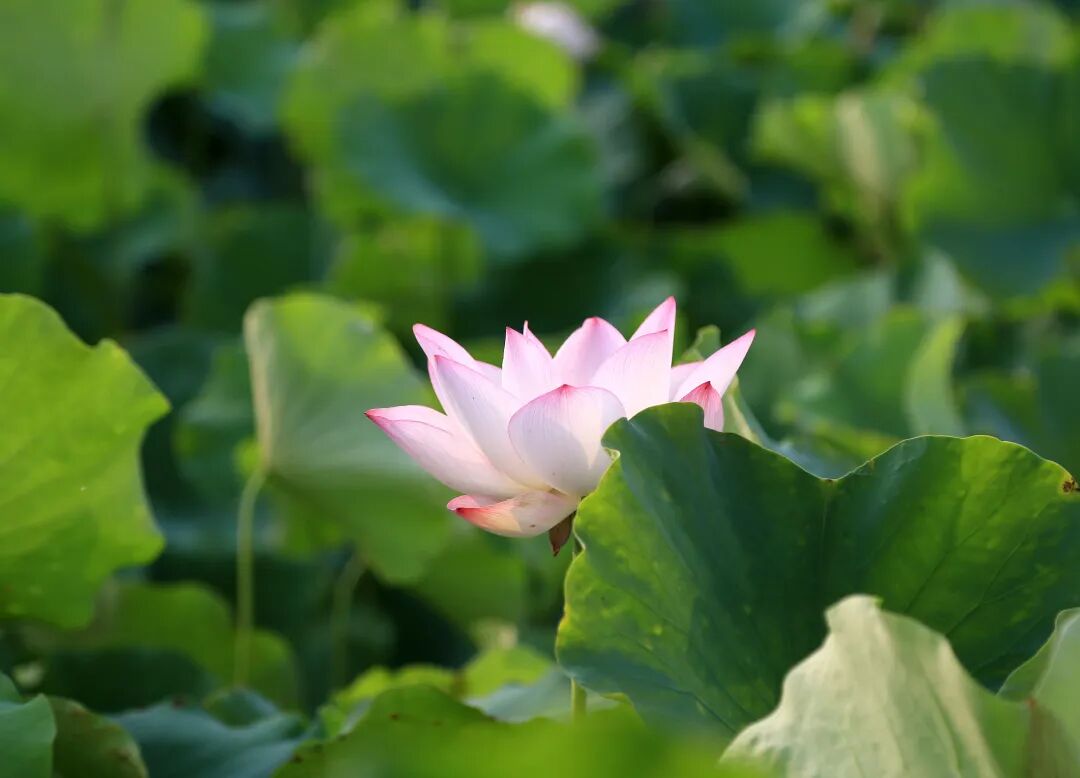 无棣古城荷湾,一池清荷悄绽芳华 无棣古城荷湾,一池清荷悄绽芳华