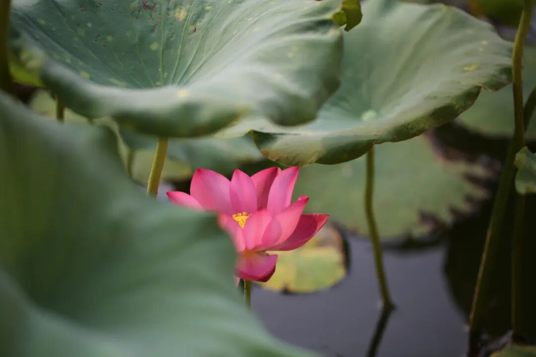 无棣古城荷湾,一池清荷悄绽芳华 无棣古城荷湾,一池清荷悄绽芳华