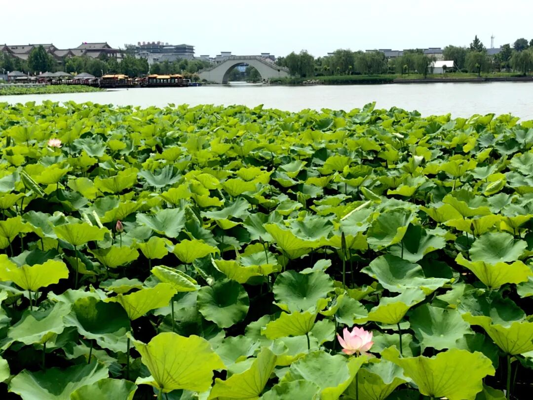 无棣古城荷湾,一池清荷悄绽芳华 无棣古城荷湾,一池清荷悄绽芳华
