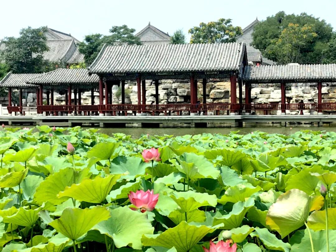 无棣古城荷湾,一池清荷悄绽芳华 无棣古城荷湾,一池清荷悄绽芳华
