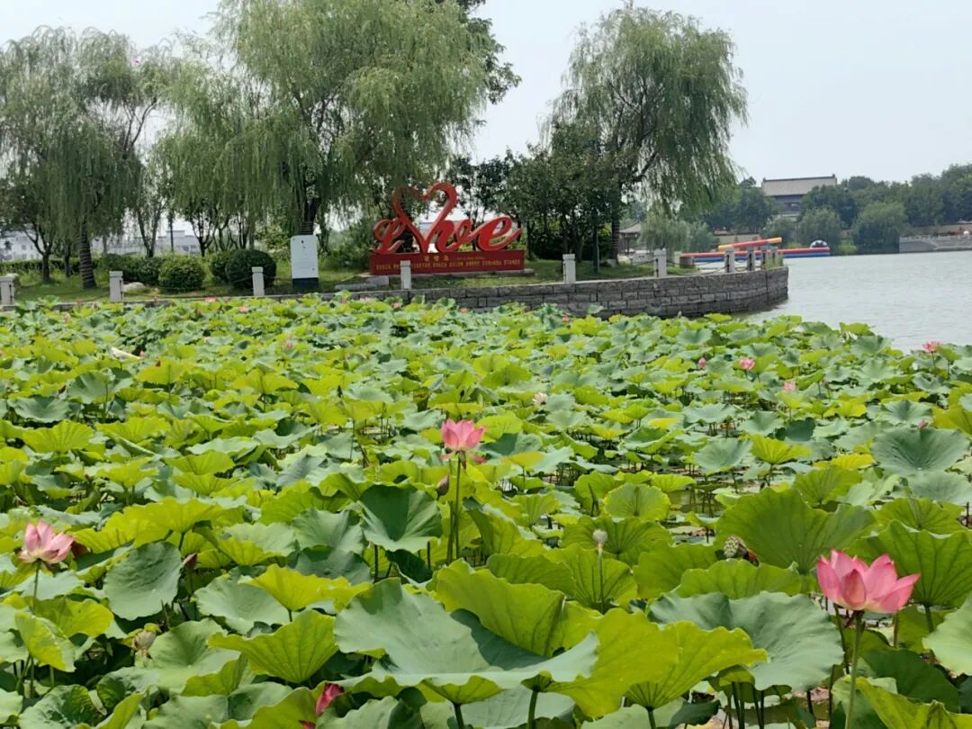 无棣古城荷湾,一池清荷悄绽芳华 无棣古城荷湾,一池清荷悄绽芳华