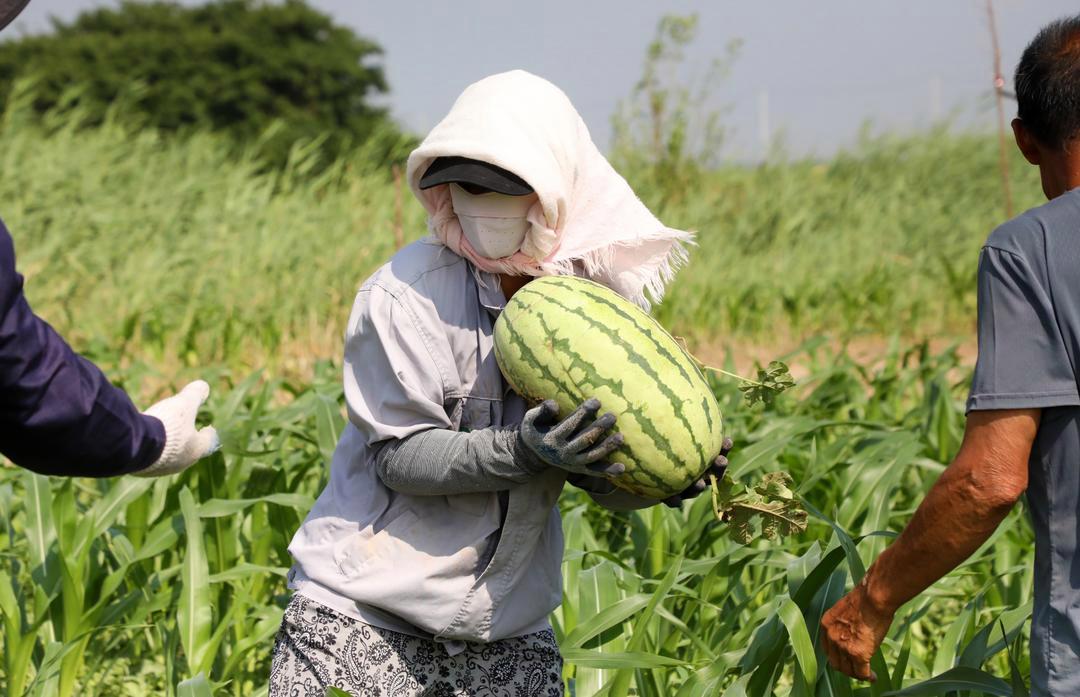今年首批“岳里套种西瓜”上市