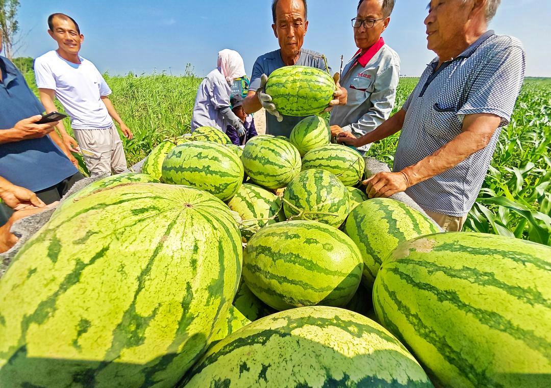 今年首批“岳里套种西瓜”上市 今年首批“岳里套种西瓜”上市
