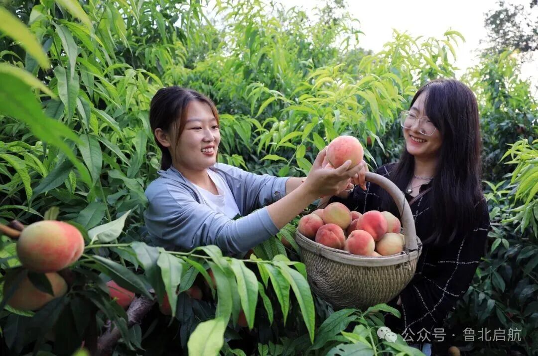 碣石山镇千亩古家久保桃甜蜜上市啦!