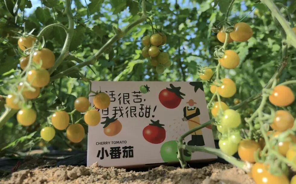海丰街道第九届“八里绿洲采摘季”暨“滨州市民畅游无棣甜蜜专列”活动圆满启幕 海丰街道第九届“八里绿洲采摘季”暨“滨州市民畅游无棣甜蜜专列”活动圆满启幕